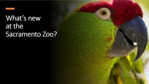 An image of a parrot with the text 'What's new at the Sacramento Zoo" superimposed on top