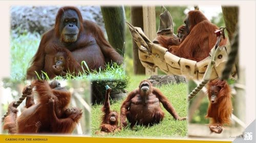 A collage of chimps at the zoon